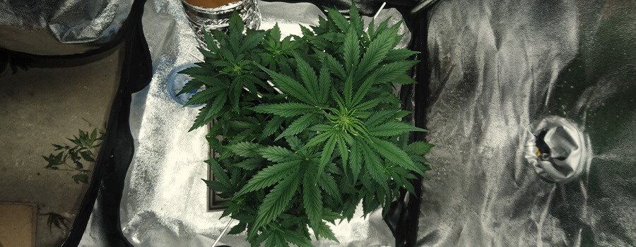 Anbau Von 1 Cannabispflanze Zu Hause