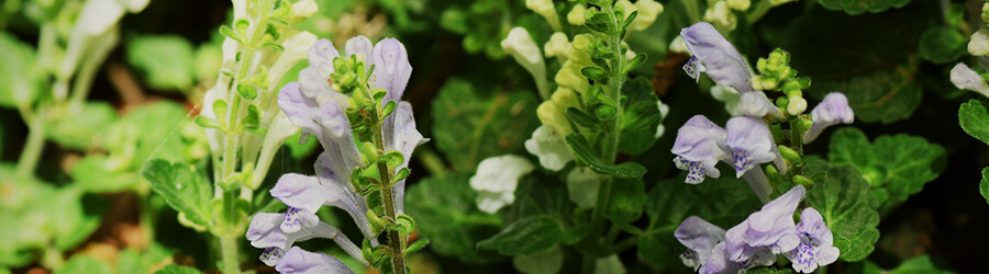 Skullcap Skullcap