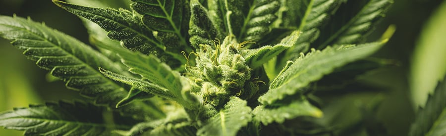 Somango XL Royal Queen Seeds Somango XL Royal Queen Seeds