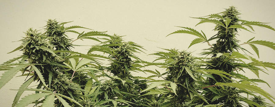 Sour Diesel Royal Queen Seeds Sour Diesel Royal Queen Seeds