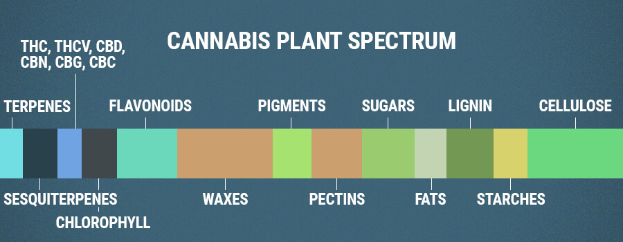Cannabis Pflanzenspektrum Flavonoide