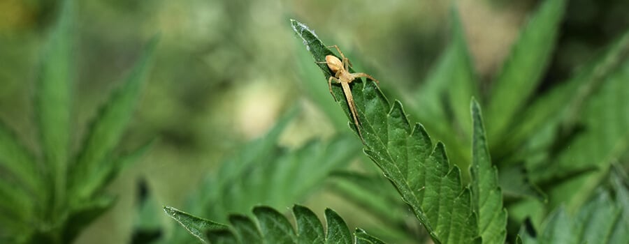 Spinnen Cannabis Planten