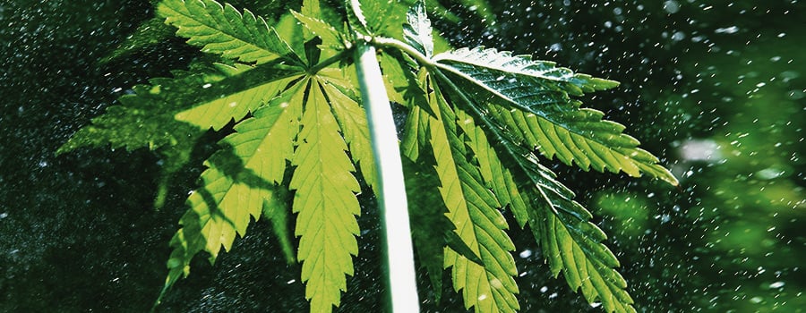 Leichte Entbehrung, Um Faulen Cannabis Zu Vermeiden