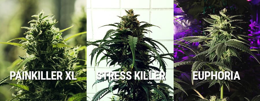 Cannabis Euphoria, Painkiller XL Und Stress Killer