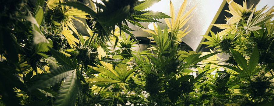 Lichtzyklus Cannabis Lichtzyklus Cannabis