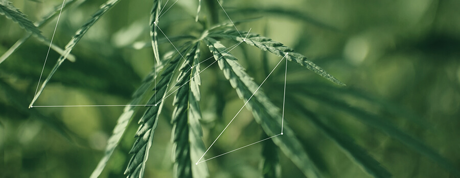 Terpene, Linalool und Myrcen Terpene, Linalool und Myrcen