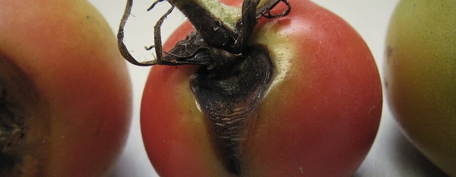 Alternaria-Pilz auf Tomatenpflanze