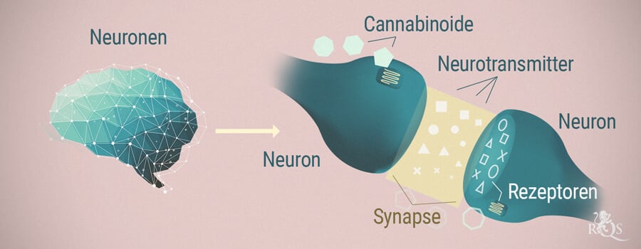 Neuronen, Cannabinoide und Neurotransmitter