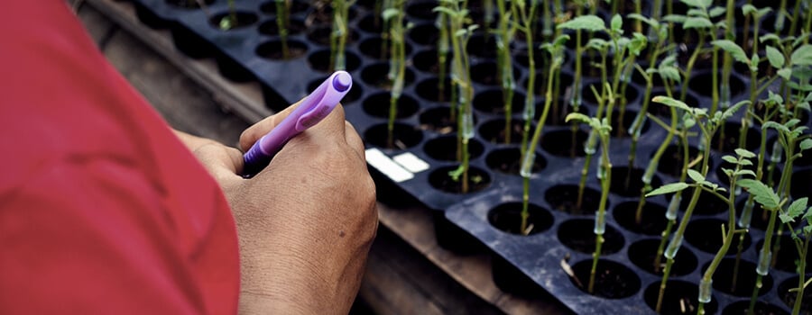 Wie Man Cannabispflanzen Herstellt