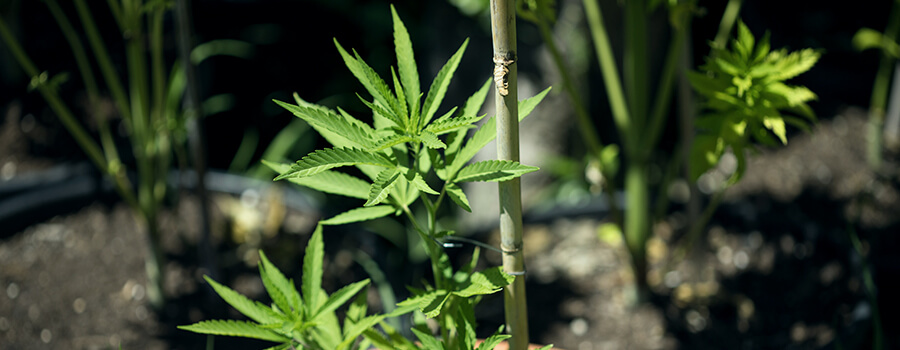 Rankgerüst Cannabispflanzen Rankgerüst Cannabispflanzen