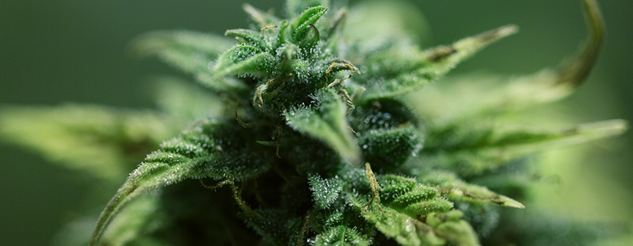 Trichomes Trichomes