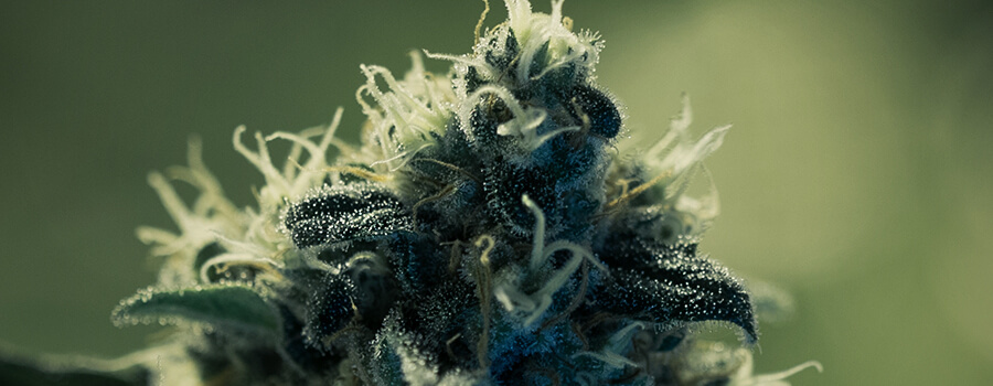Steigerung Der Trichome-produktion Mit Lec-leuchten