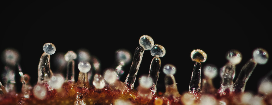 Tricomas Llenos De Terpenos