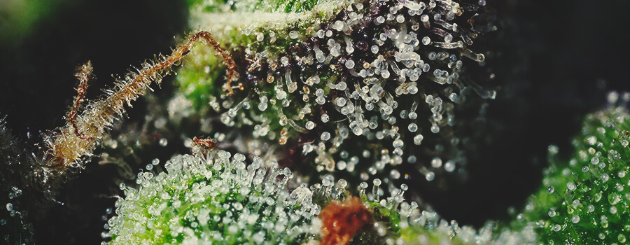 Trichome und Terpene sind für das Cannabis-Aroma unerlässlich