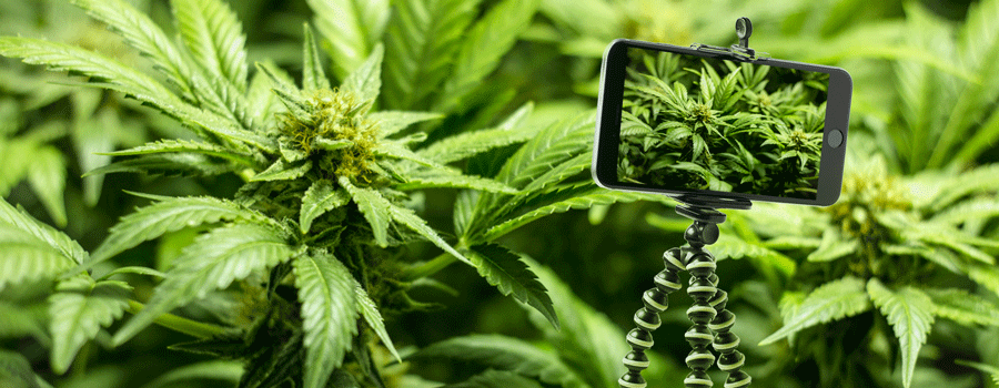 Stativ Für Stabile Aufnahmen Cannabis