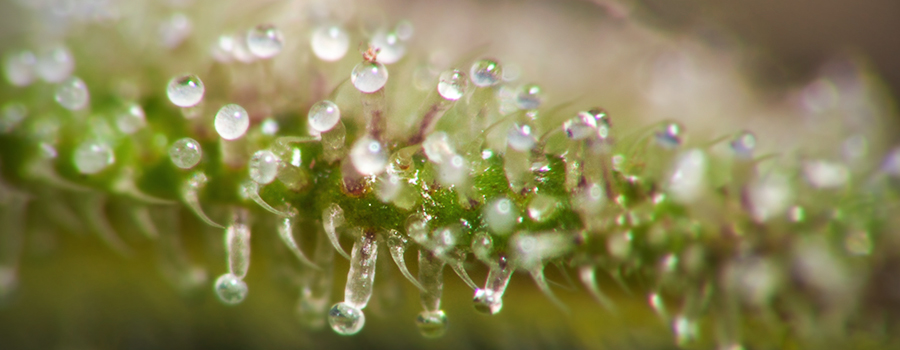 Beleuchtung Trichomproduktion Cannabis Beleuchtung Trichomproduktion Cannabis