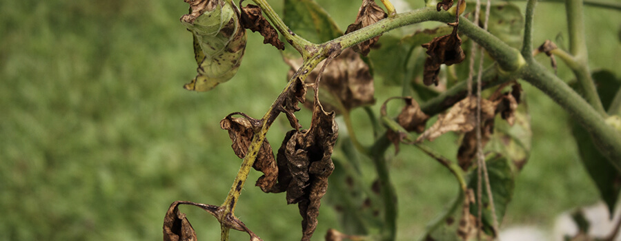 Verticillium