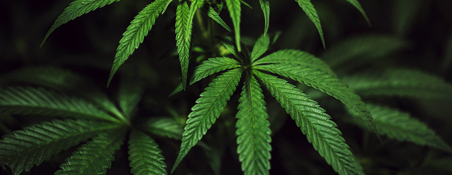 Vegetationsperiode Cannabis