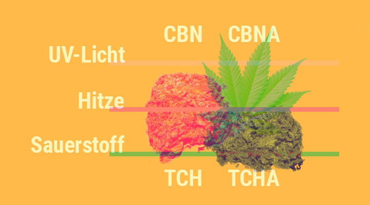 Warum verliert Weed mit der Zeit an Potenz? Warum verliert Weed mit der Zeit an Potenz?