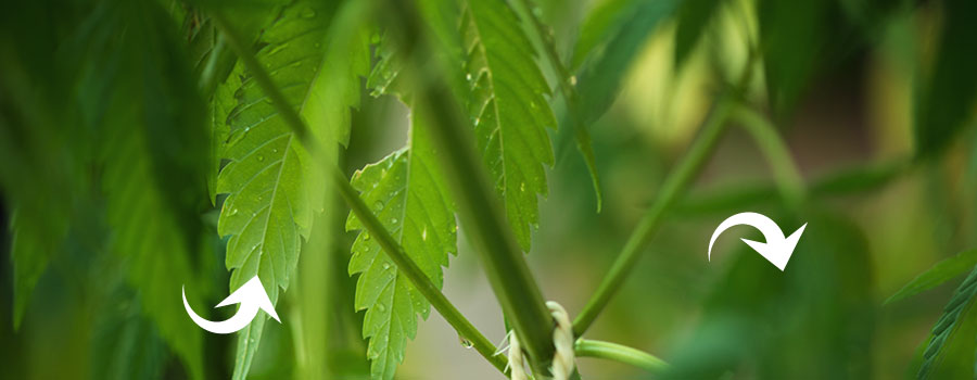 Blattsprüh-Cannabis