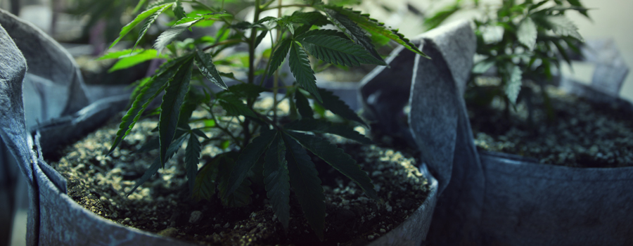 Cannabis Anbau Katzen und Hunde