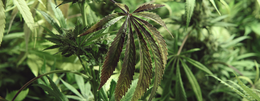 Molybdän deficiency cannabis plantation
