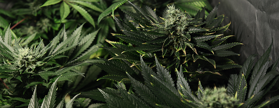 Cannabis Nährstoffe überschüssige Befruchtung Cannabis Nährstoffe überschüssige Befruchtung