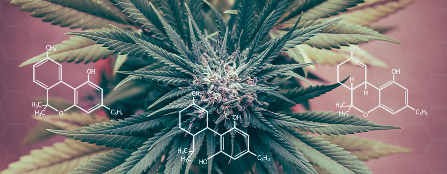 Cannabinoide Verordnung Entzündung Cannabinoide Verordnung Entzündung