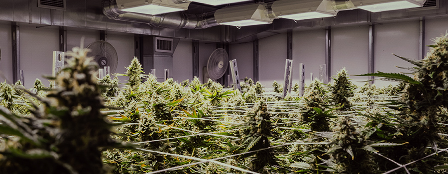 medizinisches Cannabis-Immunsystem medizinisches Cannabis-Immunsystem
