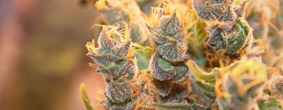 Cannabis Knospen foxtailing wegen Hitze oder Licht Stress Cannabis Knospen foxtailing wegen Hitze oder Licht Stress
