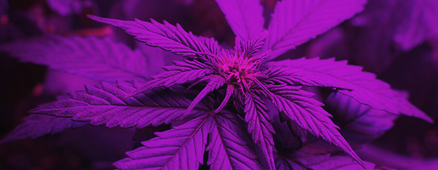 Lichtspektrum beim Anbau von Cannabis