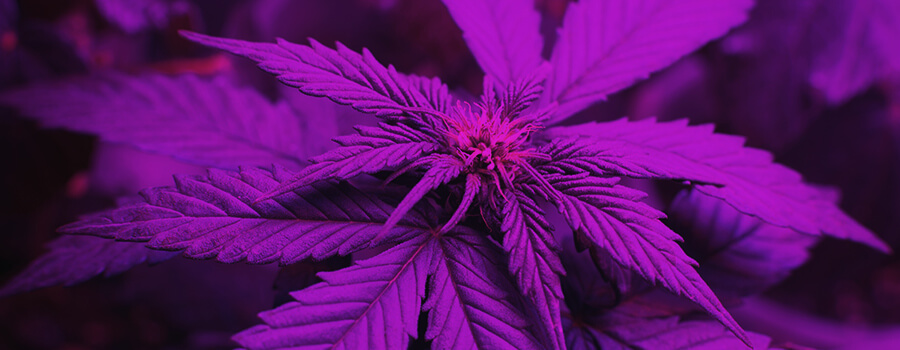 Lichtspektrum beim Anbau von Cannabis Lichtspektrum beim Anbau von Cannabis