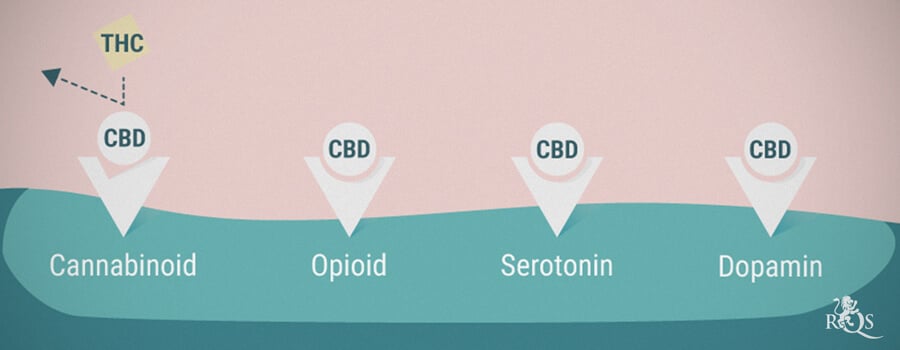 Cannabinoid-, Opioid-, Serotonin- und Dopamin-Rezeptoren