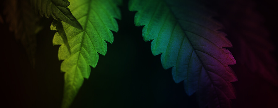 Lichtspektrum Cannabis Lichtspektrum Cannabis