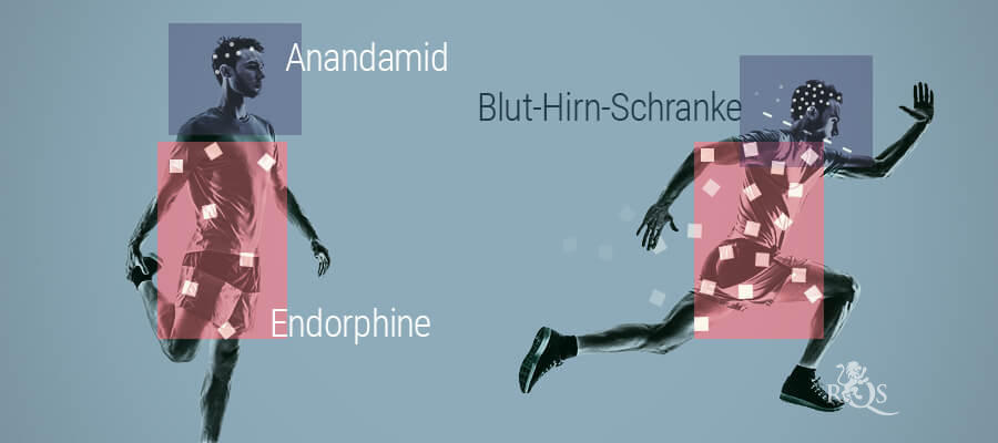 Die Beziehung Zwischen Anandamid Und Endorphinen