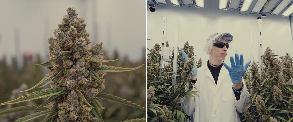 CRIC Labs High-Tech Cannabis Anbauraum Führer Eine Illustration von Simon und Max in weißen Laborkitteln und Haarnetzen, die den makellosen high-tech Anbauraum von CRIC Labs betreten, mit Rohren, Ventilen und Tanks, auf einem hellgrünen Hintergrund.