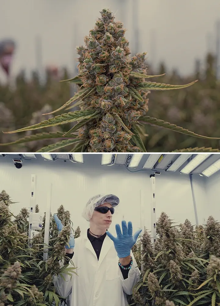 CRIC Labs High-Tech Cannabis Anbauraum Führer Eine Illustration von Simon und Max in weißen Laborkitteln und Haarnetzen, die den makellosen high-tech Anbauraum von CRIC Labs betreten, mit Rohren, Ventilen und Tanks, auf einem hellgrünen Hintergrund.