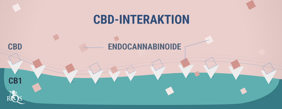 CBD Interaktion CBD Interaktion