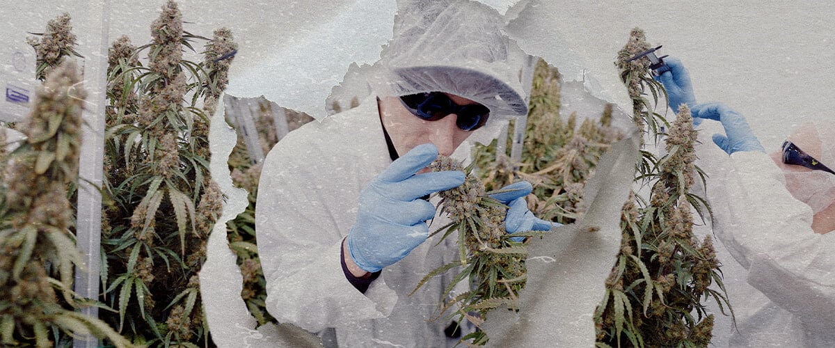 CRIC Labs High-Tech Cannabis Anbauraum Führer Eine Illustration von Simon und Max in weißen Laborkitteln und Haarnetzen, die den makellosen high-tech Anbauraum von CRIC Labs betreten, mit Rohren, Ventilen und Tanks, auf einem hellgrünen Hintergrund.
