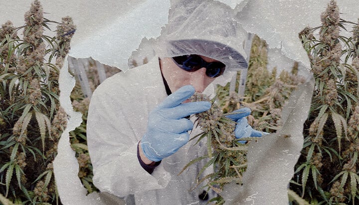 CRIC Labs High-Tech Cannabis Anbauraum Führer Eine Illustration von Simon und Max in weißen Laborkitteln und Haarnetzen, die den makellosen high-tech Anbauraum von CRIC Labs betreten, mit Rohren, Ventilen und Tanks, auf einem hellgrünen Hintergrund.