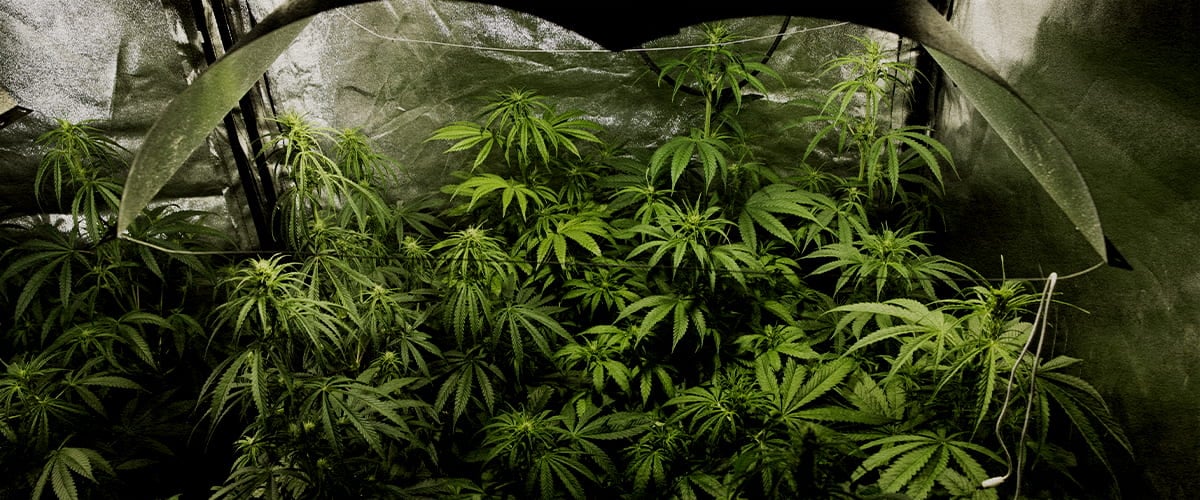 Indoor-Cannabis-Anbau in voller Blütephase mit PSIS-Technik (Saccharose-Injektion in den Stamm) zur Steigerung des Trockengewichts der Buds und des Cannabinoid-Ertrags