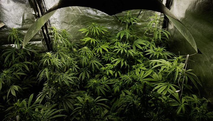 ndoor-Cannabis-Anbau in voller Blütephase mit PSIS-Technik (Saccharose-Injektion in den Stamm) zur Steigerung des Trockengewichts der Buds und des Cannabinoid-Ertrags