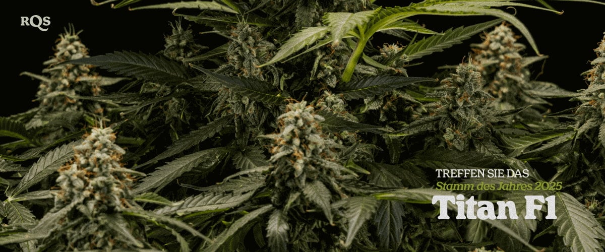 Titan F1 – Strain of the Year 2025 | Ertragreicher Cannabis-Hybrid von RQS Titan F1 Cannabispflanze mit dichten, harzbedeckten Blüten, preisgekrönte Hybridsorte Strain of the Year 2025 von RQS