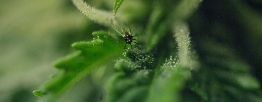 Pest-Cannabis-Pflanzen