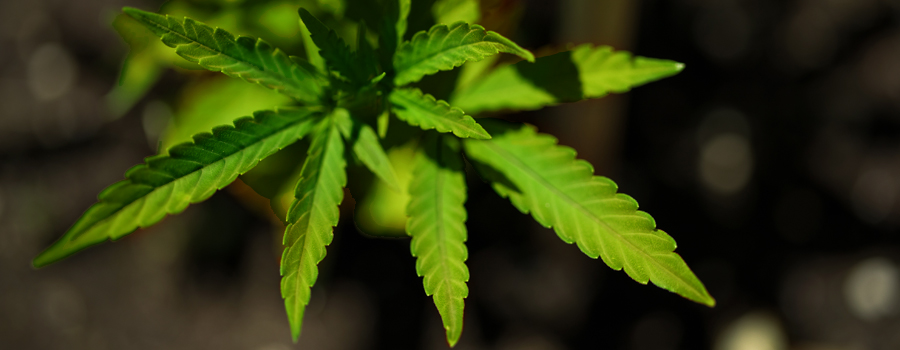 Eisen deficiency cannabis cultivation