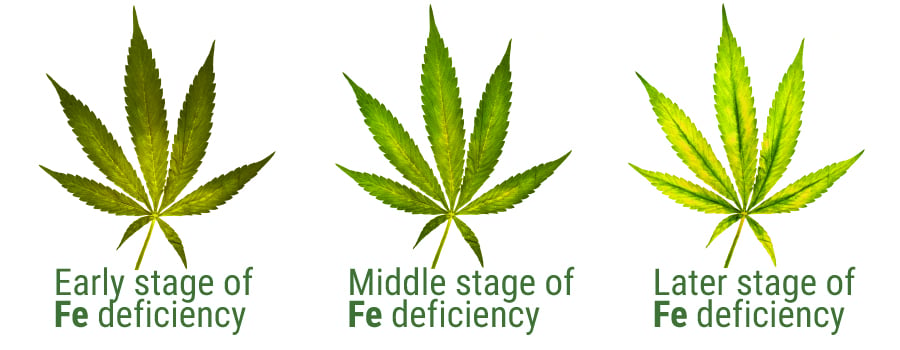 Eisen deficiency leaf stage