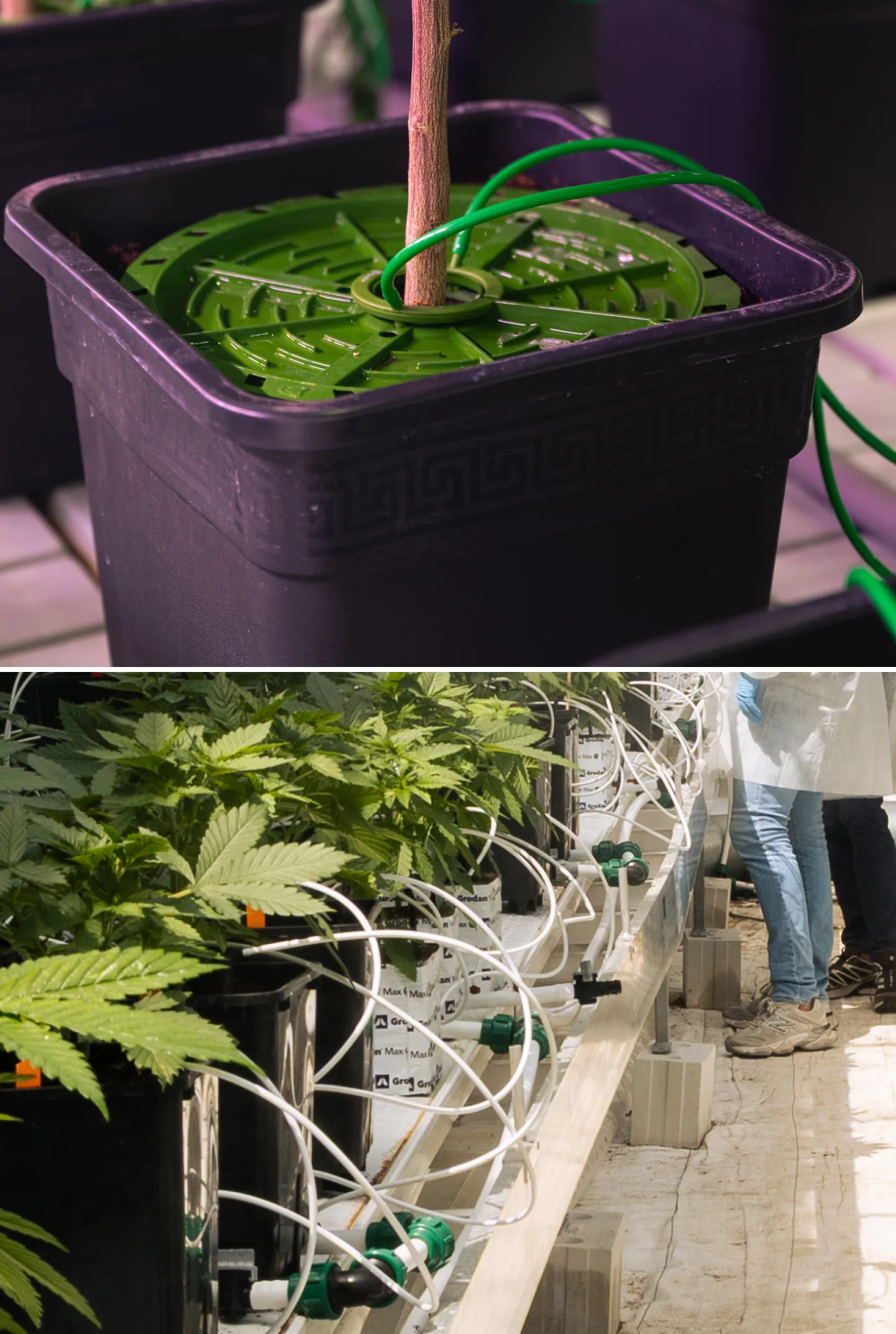 Bewässerungssystem für Cannabis-Crop-Steering Nahaufnahme von Cannabis-Bewässerungssystemen in einem kontrollierten Crop-Steering-Versuch, mit Tropfleitungen, Pflanztöpfen, Steinwollblöcken, Bewässerungsventilen und gesunden grünen Pflanzen.