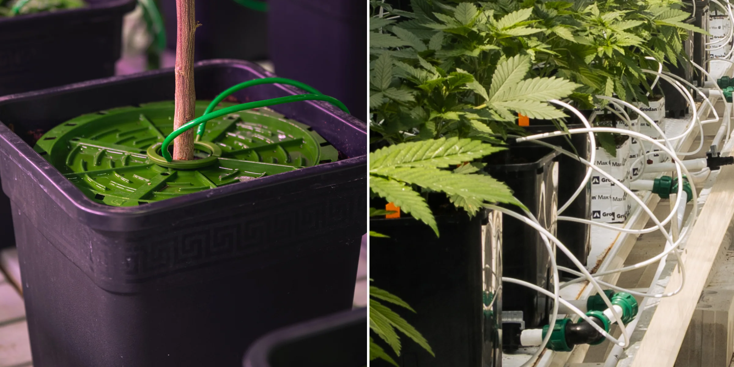 Bewässerungssystem für Cannabis-Crop-Steering Nahaufnahme von Cannabis-Bewässerungssystemen in einem kontrollierten Crop-Steering-Versuch, mit Tropfleitungen, Pflanztöpfen, Steinwollblöcken, Bewässerungsventilen und gesunden grünen Pflanzen.