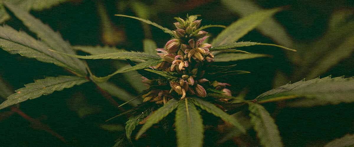 Wird Pollen Nur von Männlichen Pflanzen Produziert: Pollensack-Bild Nahaufnahme einer männlichen Cannabispflanze mit Pollensäcken, zeigt die Pollenproduktion bei Cannabis auf dunkelgrünem Hintergrund, ideal für Cannabis-Biologie-Anleitungen.
