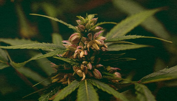 Wird Pollen Nur von Männlichen Pflanzen Produziert: Pollensack-Bild Nahaufnahme einer männlichen Cannabispflanze mit Pollensäcken, zeigt die Pollenproduktion bei Cannabis auf dunkelgrünem Hintergrund, ideal für Cannabis-Biologie-Anleitungen.